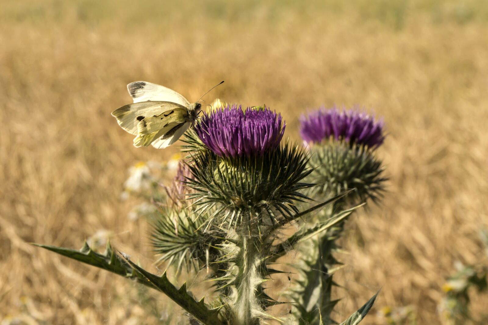 Sony E 16-50mm F3.5-5.6 PZ OSS sample photo. Butterfly, thistle, field photography