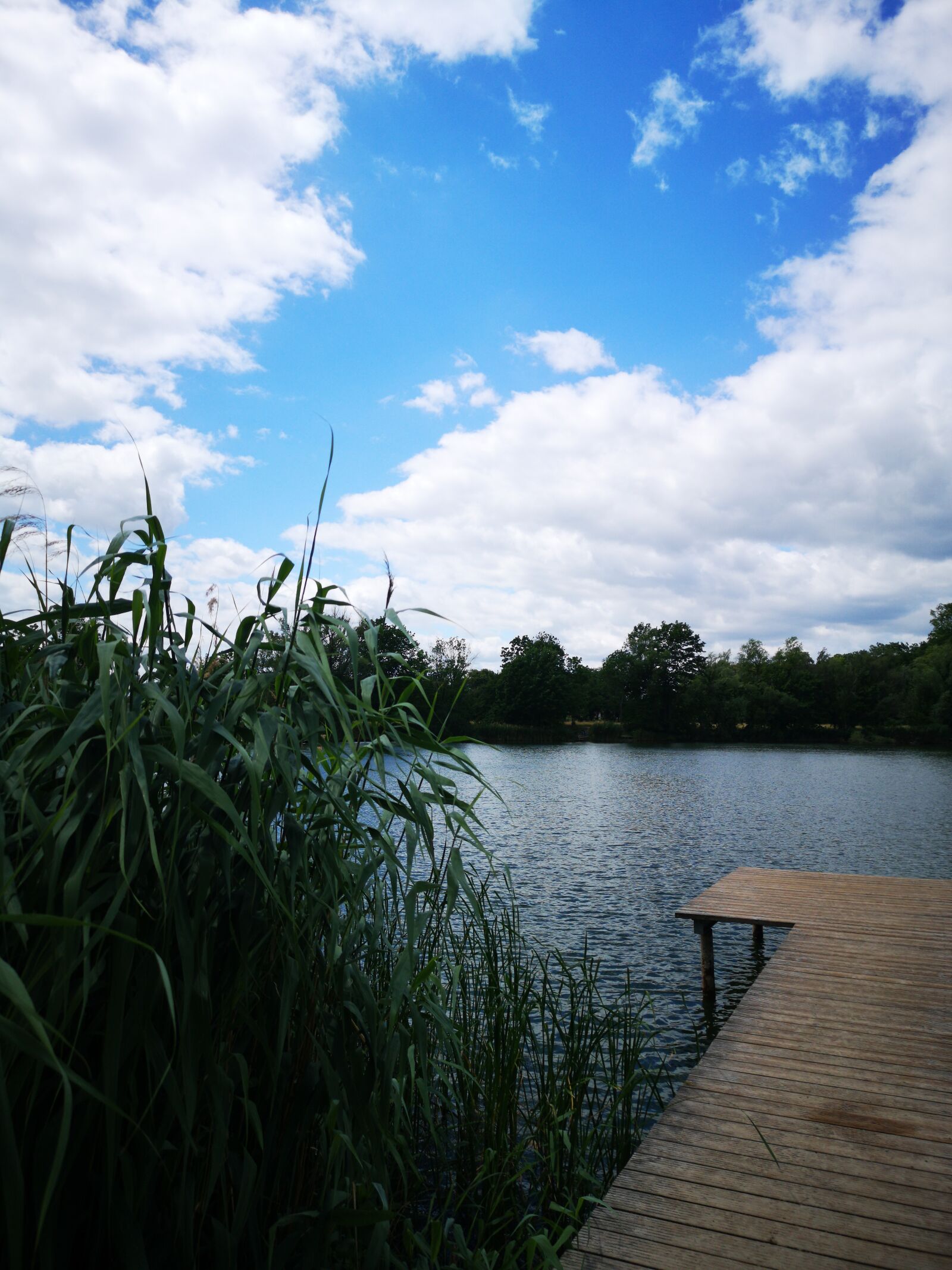 HUAWEI CLT-L29 sample photo. Lake, web, reed photography