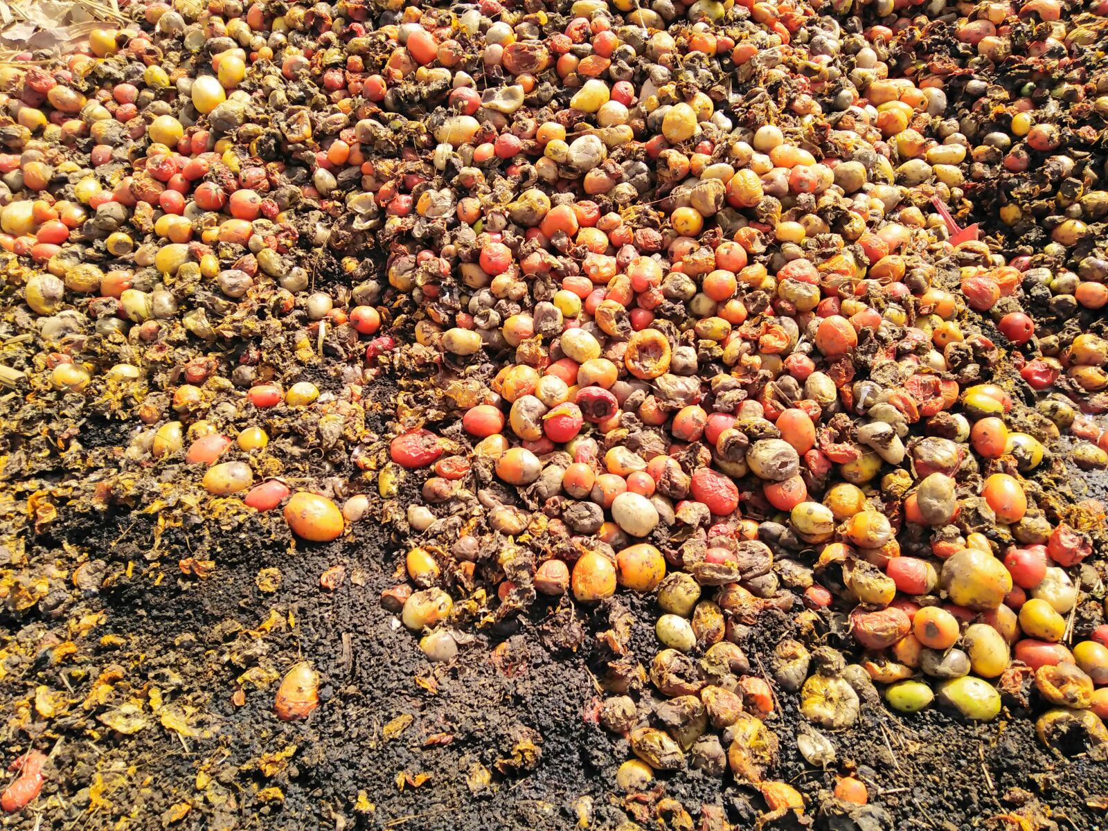 HUAWEI DUB-LX1 sample photo. Rotten tomatoes, tomato rot photography