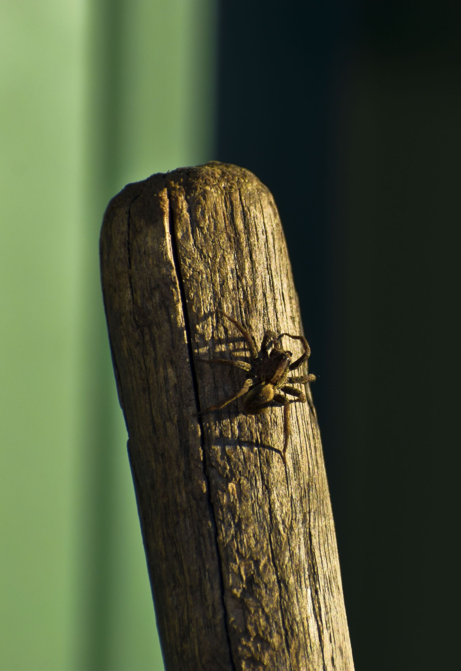 Nikon D3500 sample photo. Spider, insect, arachnophobia photography