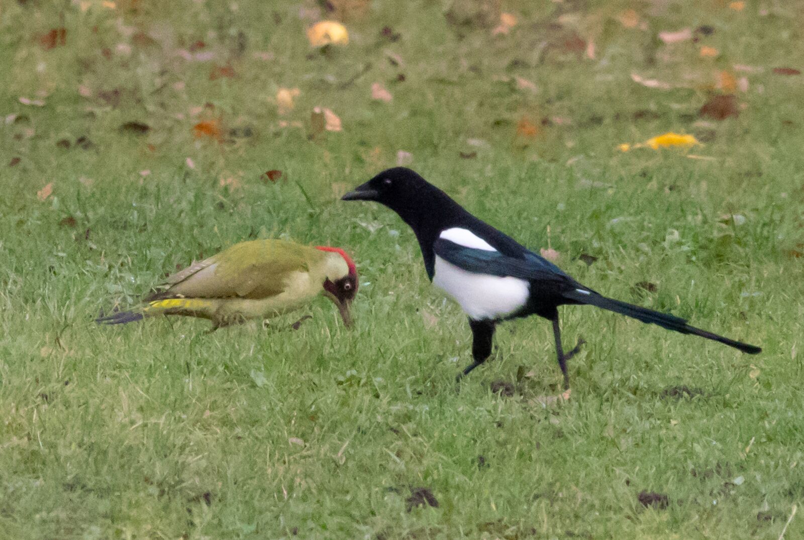 150-600mm F5-6.3 DG OS HSM | Contemporary 015 sample photo. Magpie, green woodpecker, feeding photography