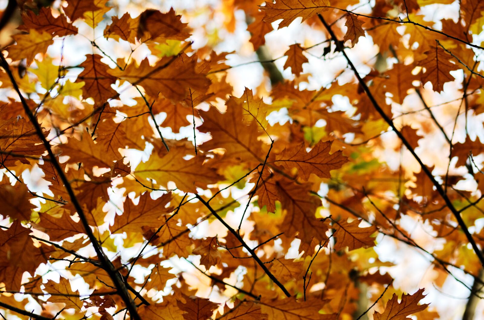 Nikon D5100 sample photo. Landscape, nature, autumn photography