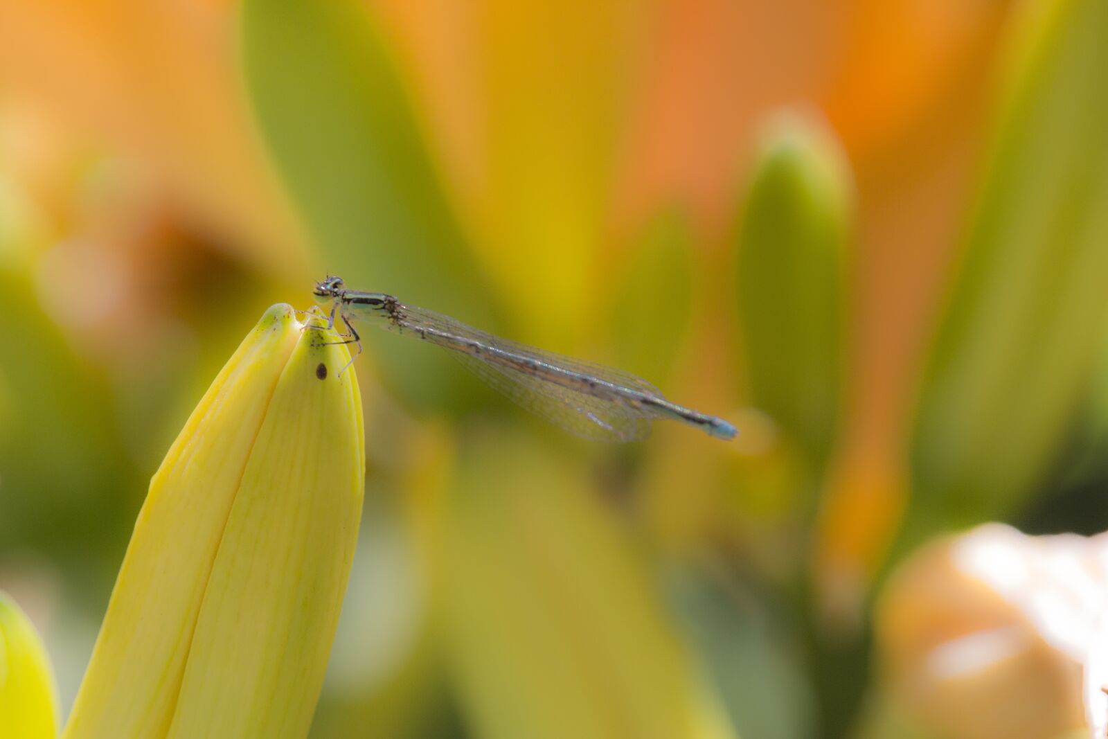 Canon EOS 700D (EOS Rebel T5i / EOS Kiss X7i) sample photo. Nature, dragonfly, macro photography