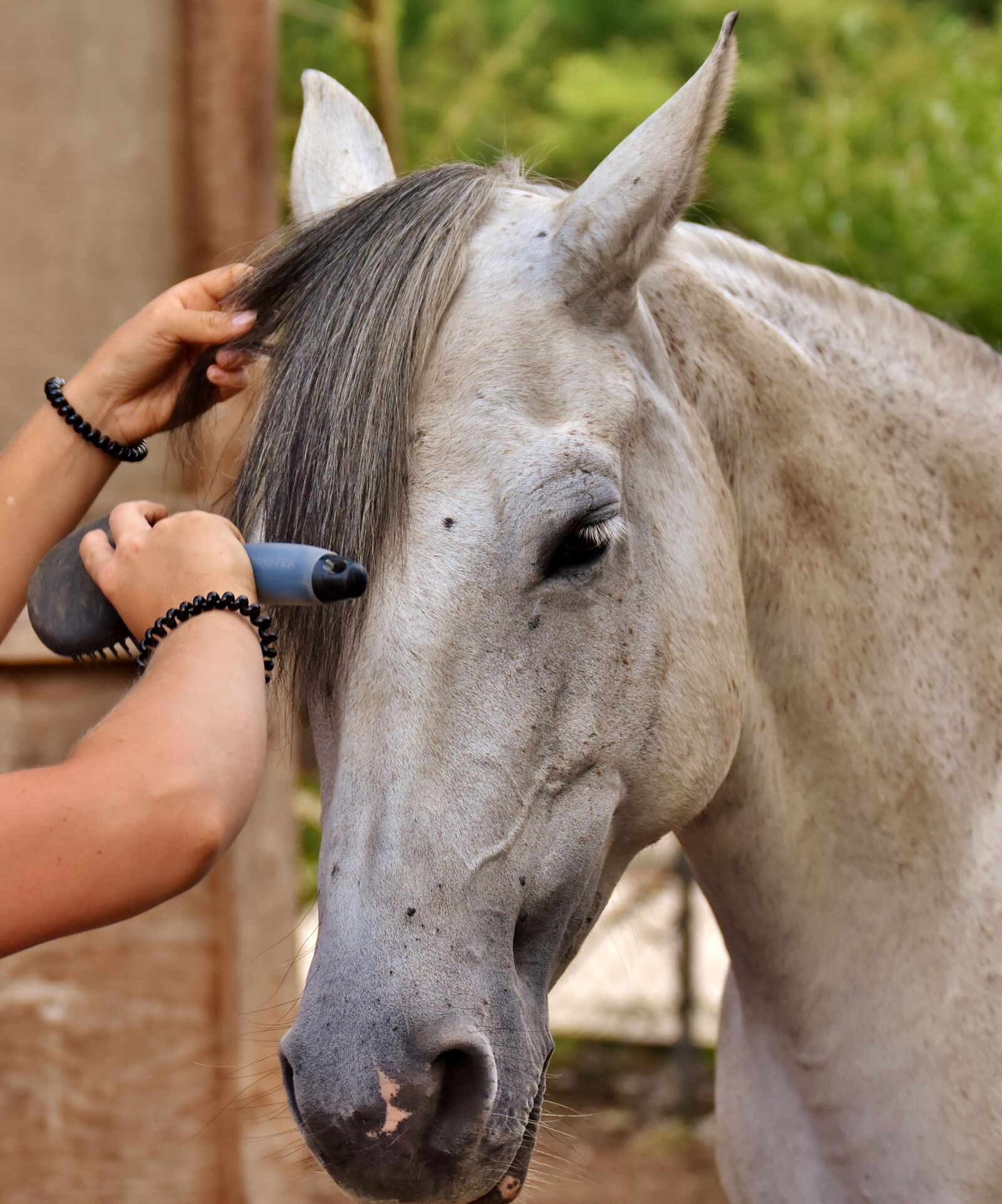 Nikon D7200 sample photo. Horse love, horse, clean photography