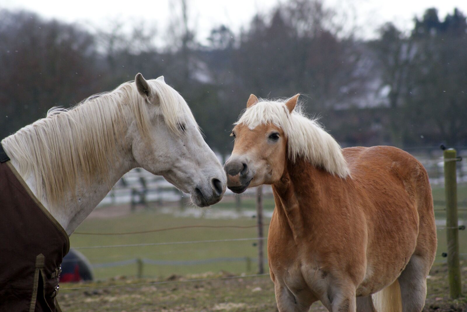 Sony Alpha DSLR-A200 sample photo. Horses, affection, tenderness photography