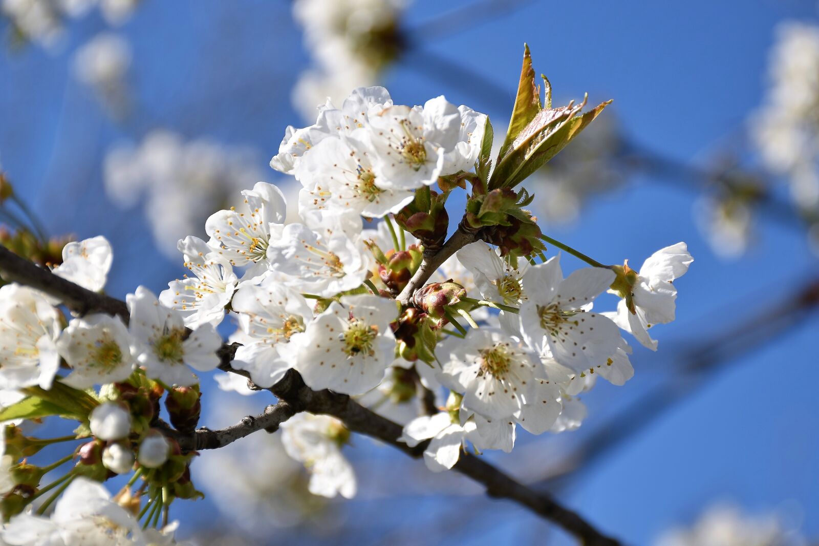 Nikon D5600 sample photo. White flowers, branches, spring photography