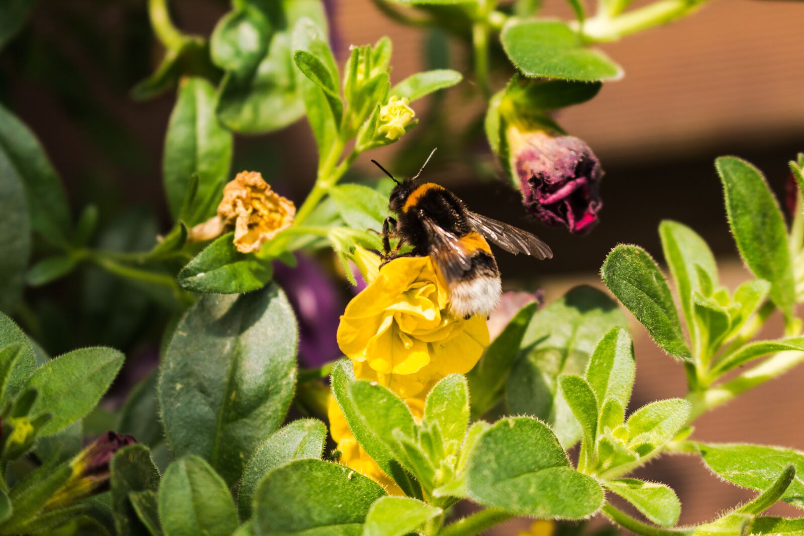 Canon EOS 700D (EOS Rebel T5i / EOS Kiss X7i) sample photo. Hummel, flower, nature photography