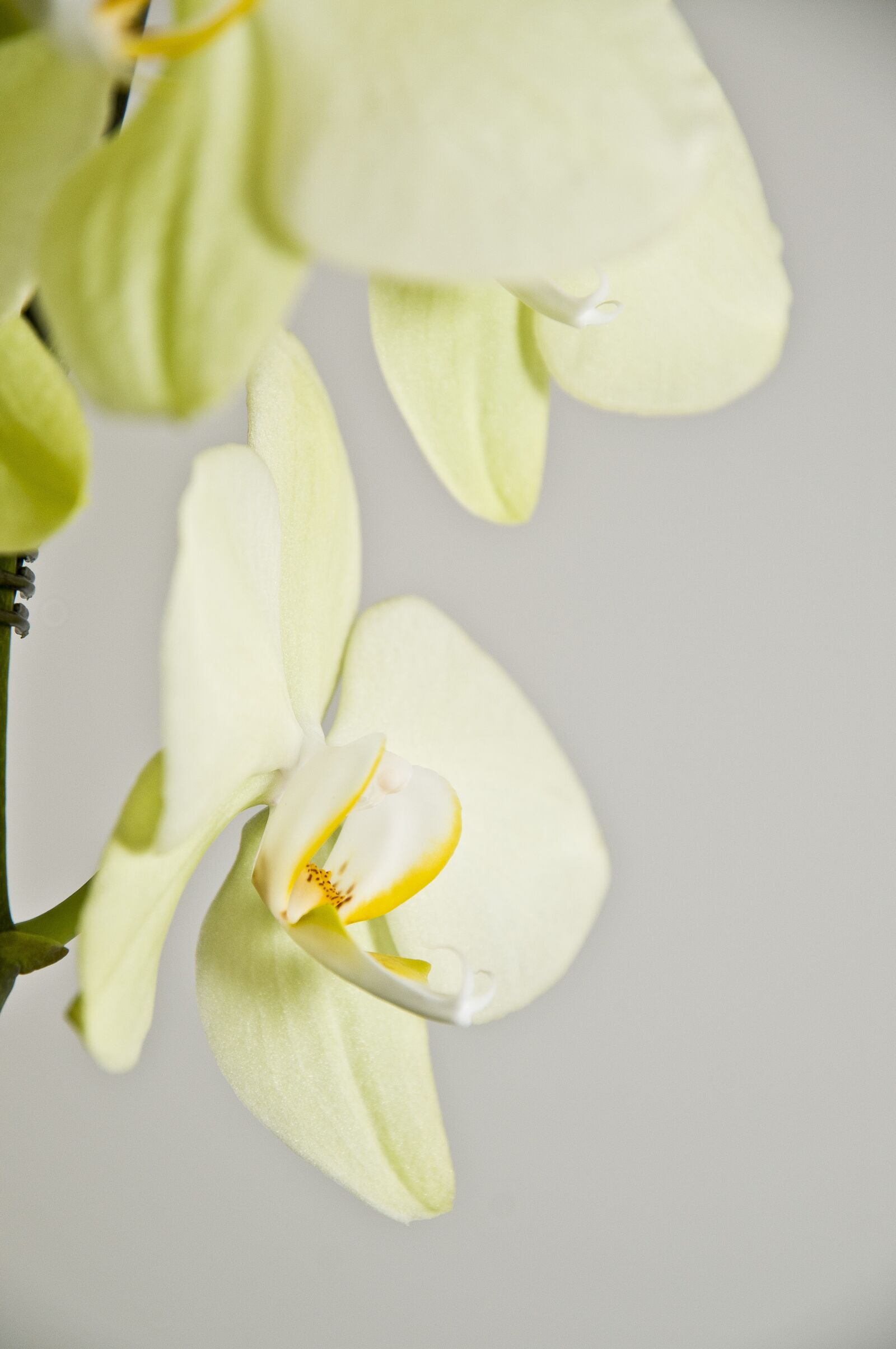 Nikon D300 sample photo. Orchid, houseplant, plant photography