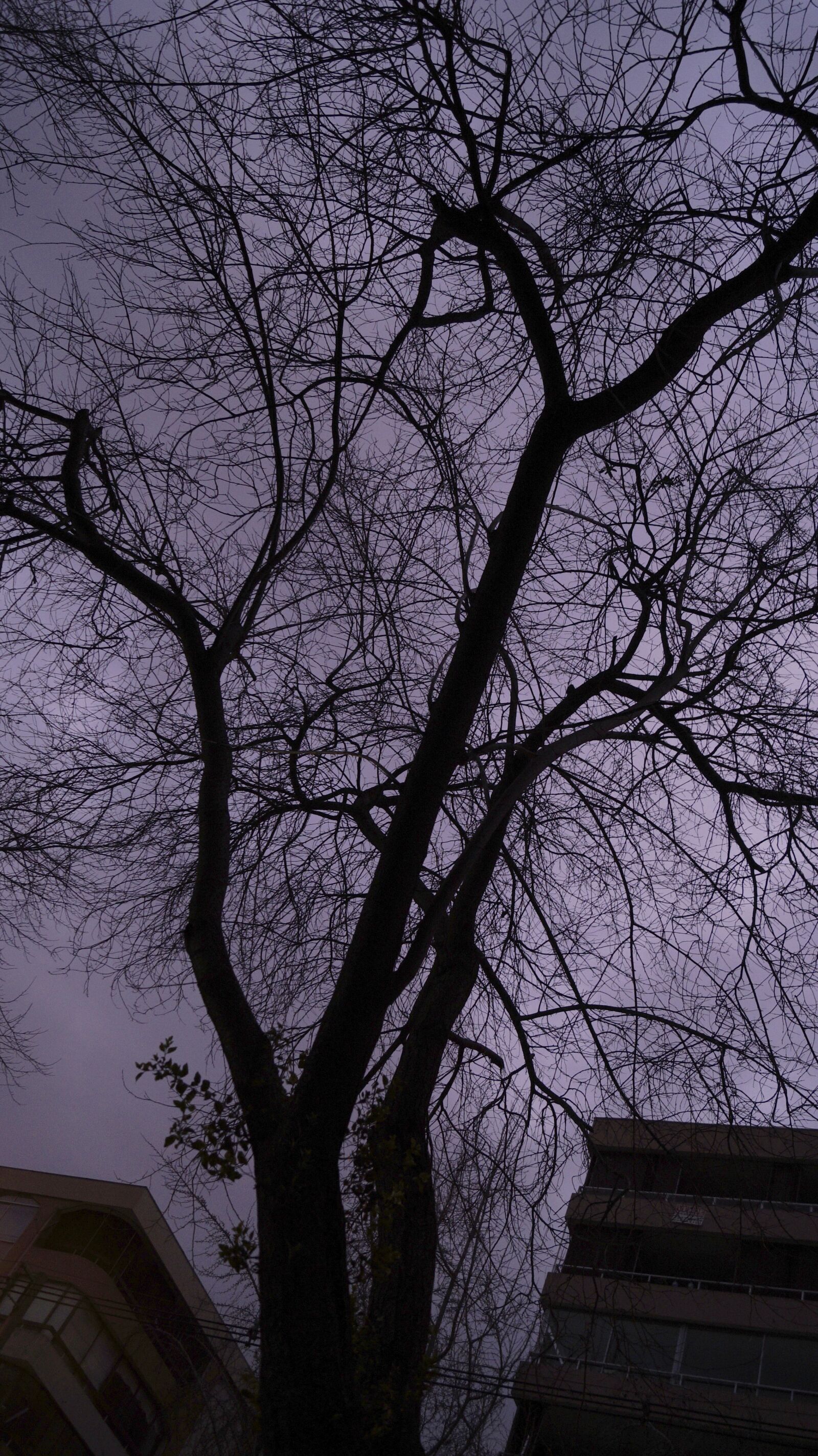 Sony DT 18-55mm F3.5-5.6 SAM II sample photo. Tree, nature, sunset photography