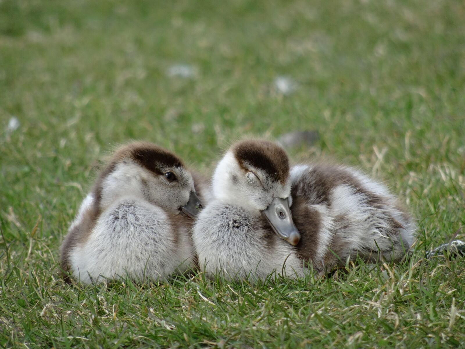 Sony DSC-HX50 sample photo. Goslings, chicks, bird photography