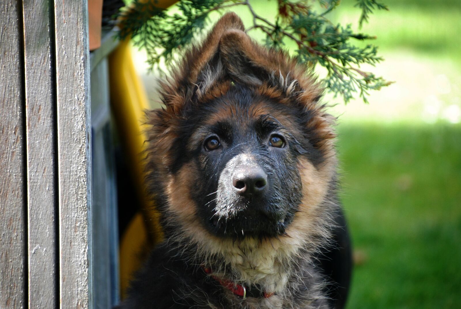Nikon D80 sample photo. Dog, sch fer dog photography