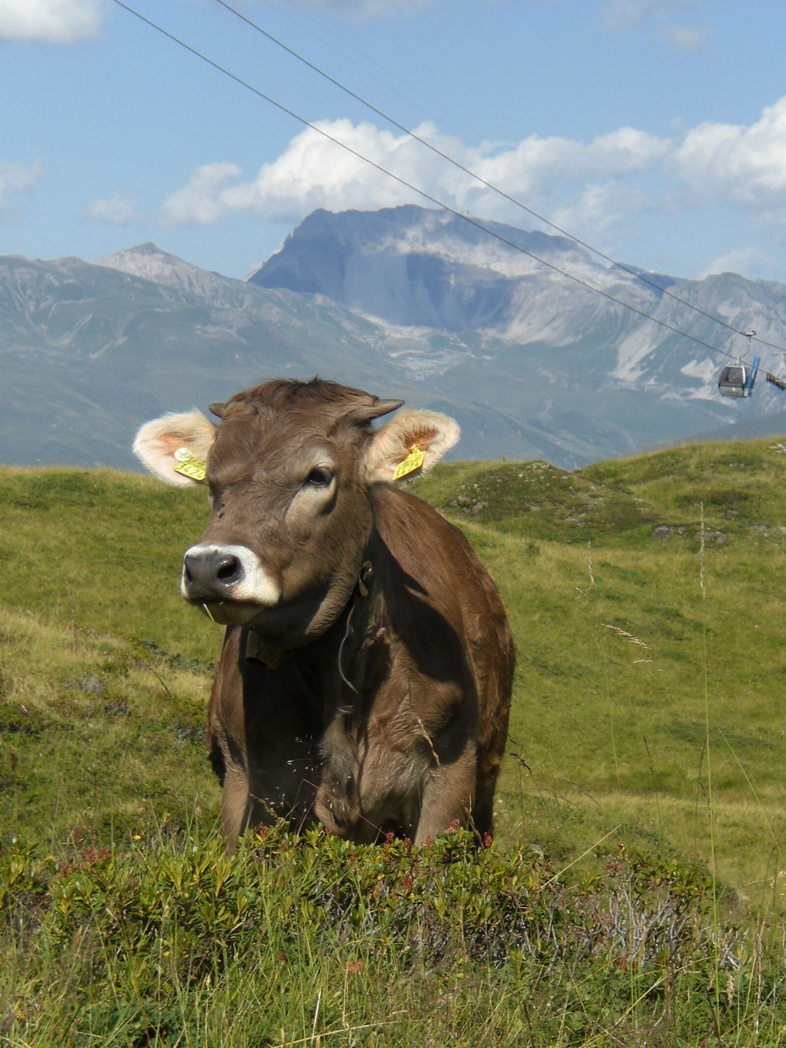 CASIO EX-Z77 sample photo. Cow, mountains, pasture photography