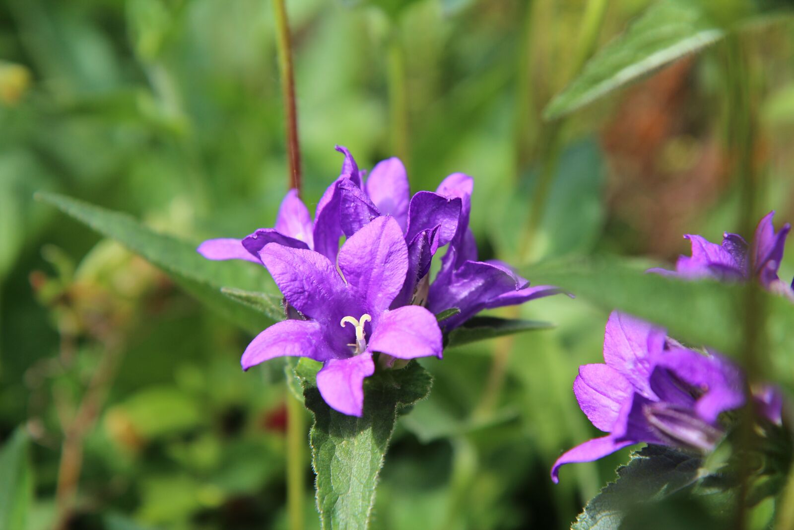 Sigma 12-24mm f/4.5-5.6 EX DG ASPHERICAL HSM + 1.4x sample photo. Bellflower, violet, flowering photography