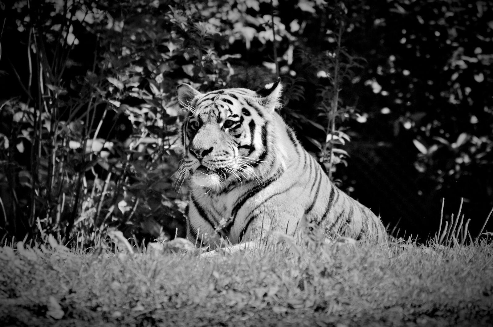 Nikon D3200 sample photo. Tiger, big cat, cat photography