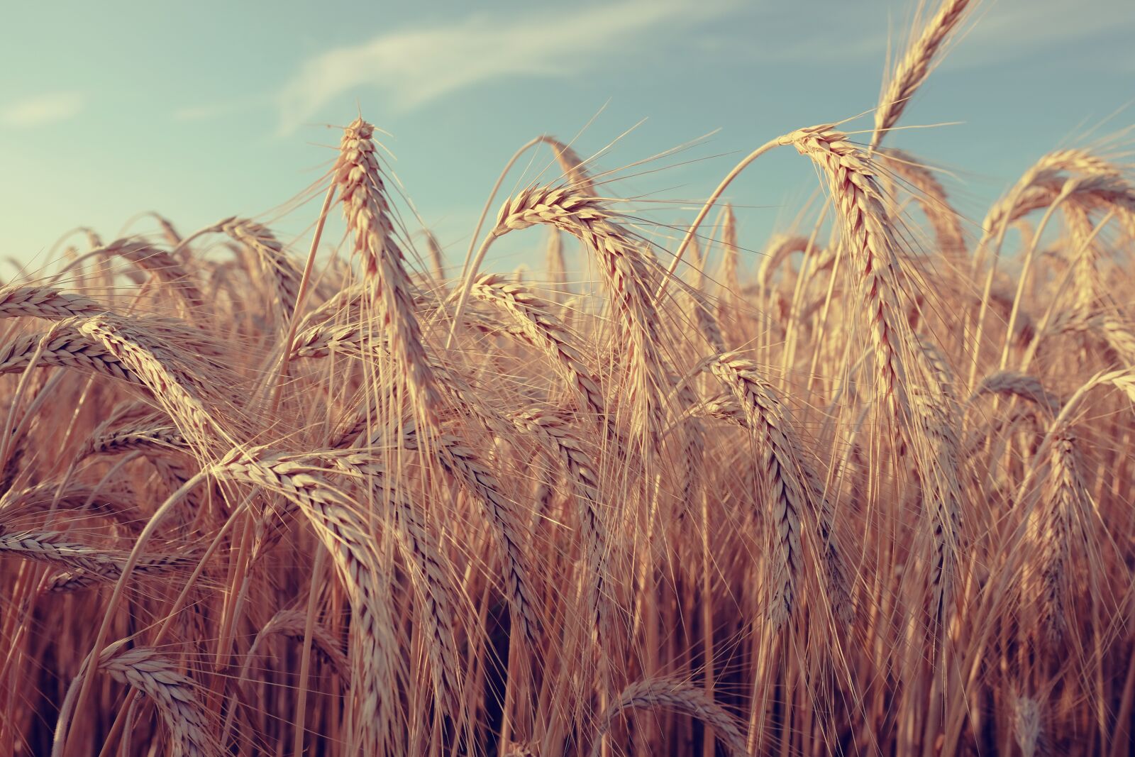 Fujifilm X-T20 + Fujifilm XF 16mm F1.4 R WR sample photo. Nature, cereals, cornfield photography