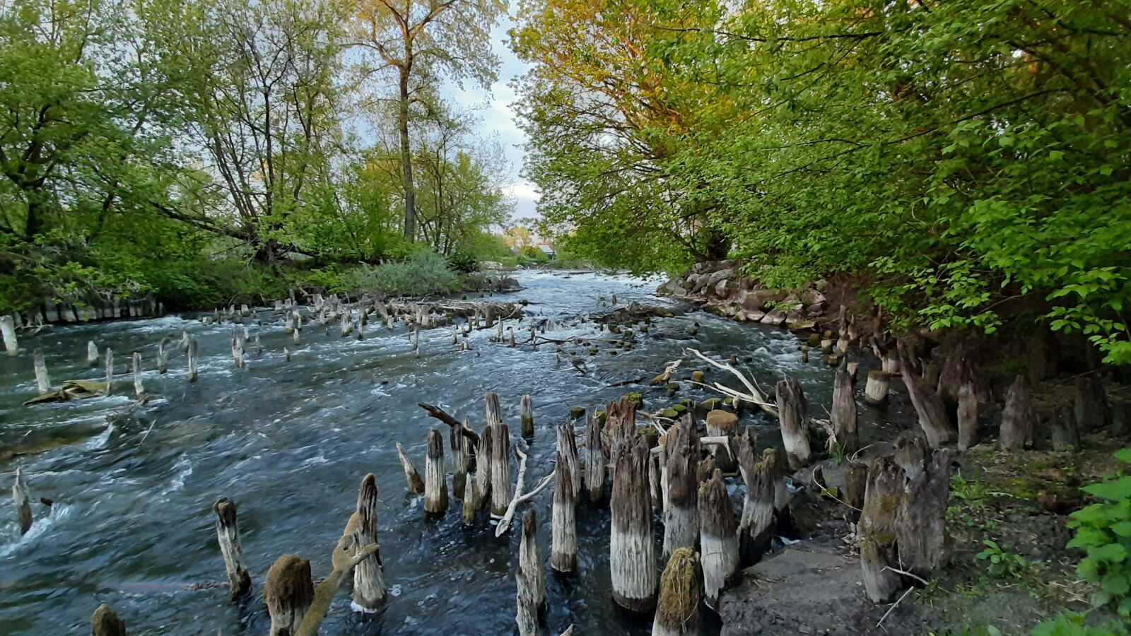 Samsung Galaxy A50 sample photo. River, nature, hemp photography
