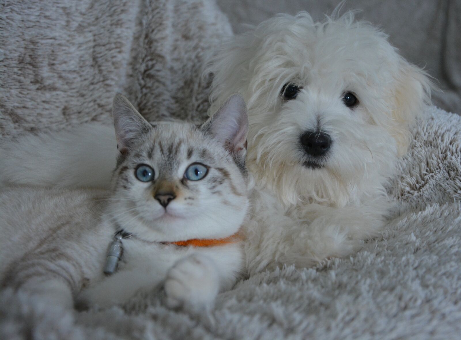 Nikon D5200 sample photo. Dog, cat, animals photography