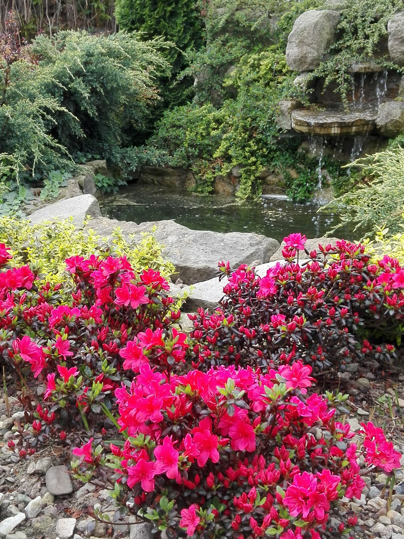 HUAWEI Y6II sample photo. Rhododendrons, garden, cascade photography
