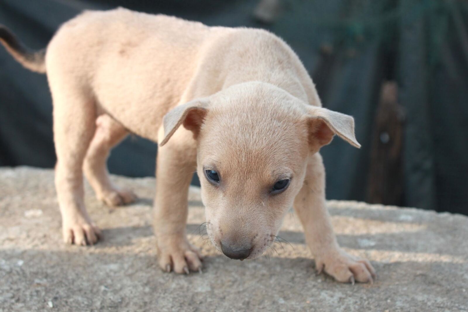 Canon EOS 500D (EOS Rebel T1i / EOS Kiss X3) sample photo. Cute, puppy, pet, terrier photography