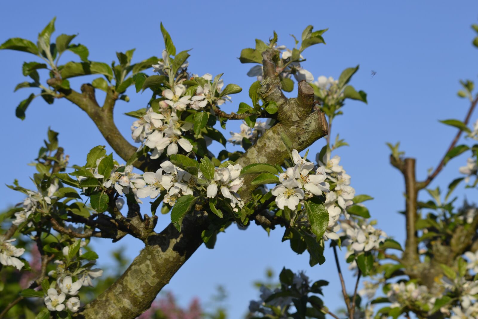 Nikon D3100 sample photo. Wood, apple photography