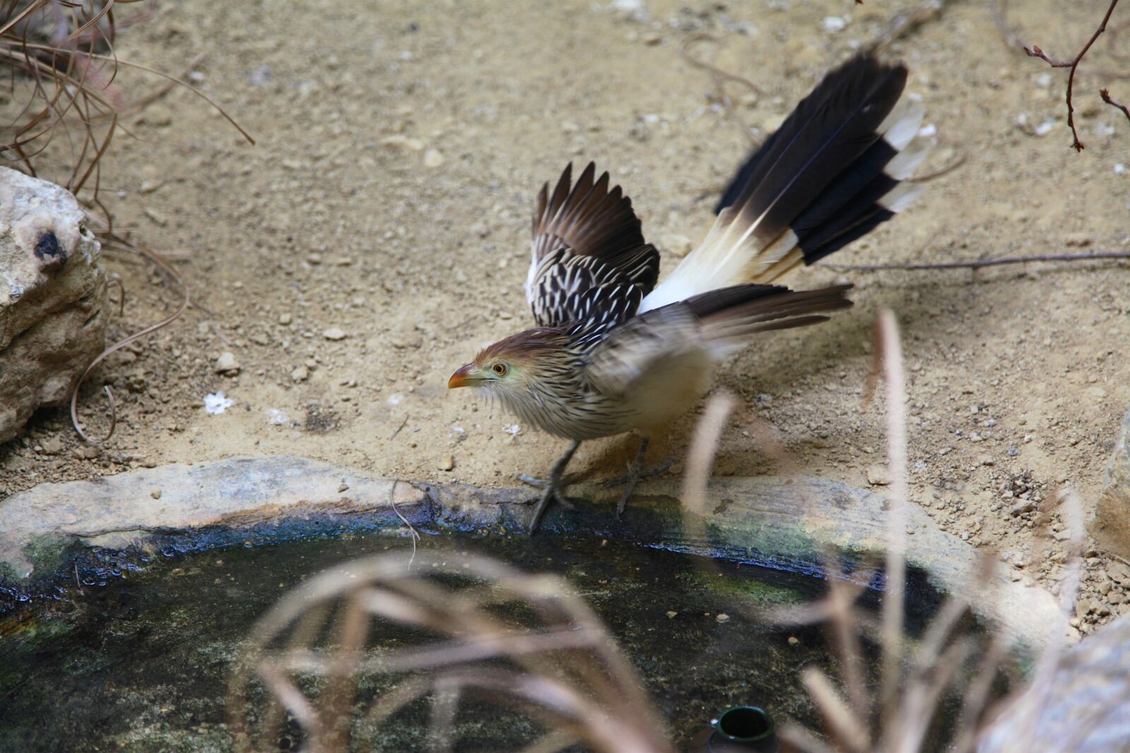 Canon EOS 5D Mark II sample photo. Zoo, cuckoo, bird photography
