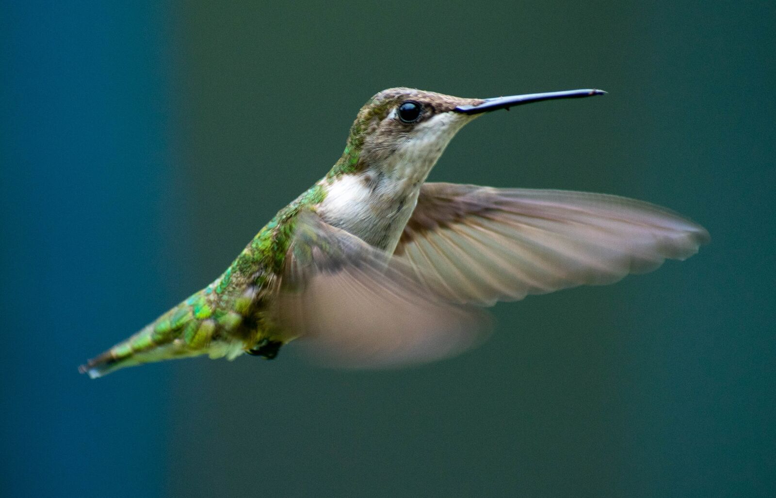 Nikon D3400 sample photo. Hummingbird, flying, flight photography