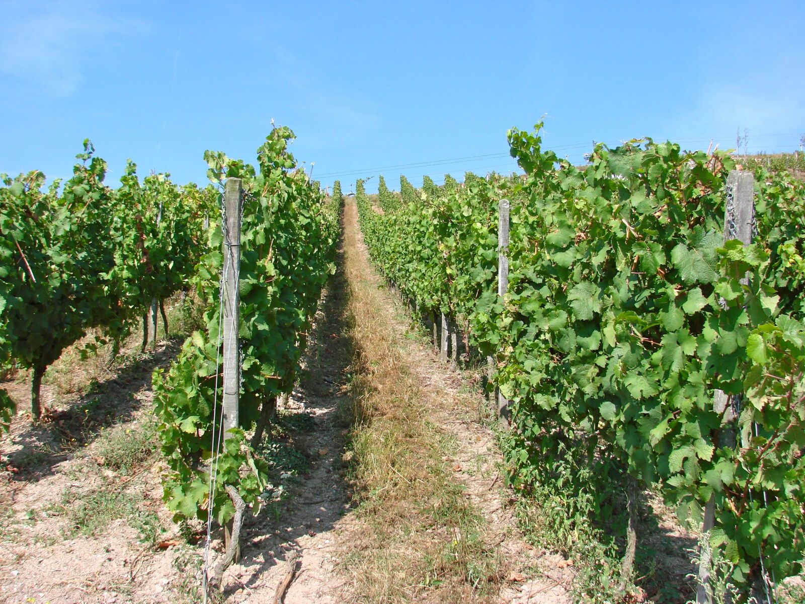 Sony DSC-H5 sample photo. Vines, vineyard, wine photography