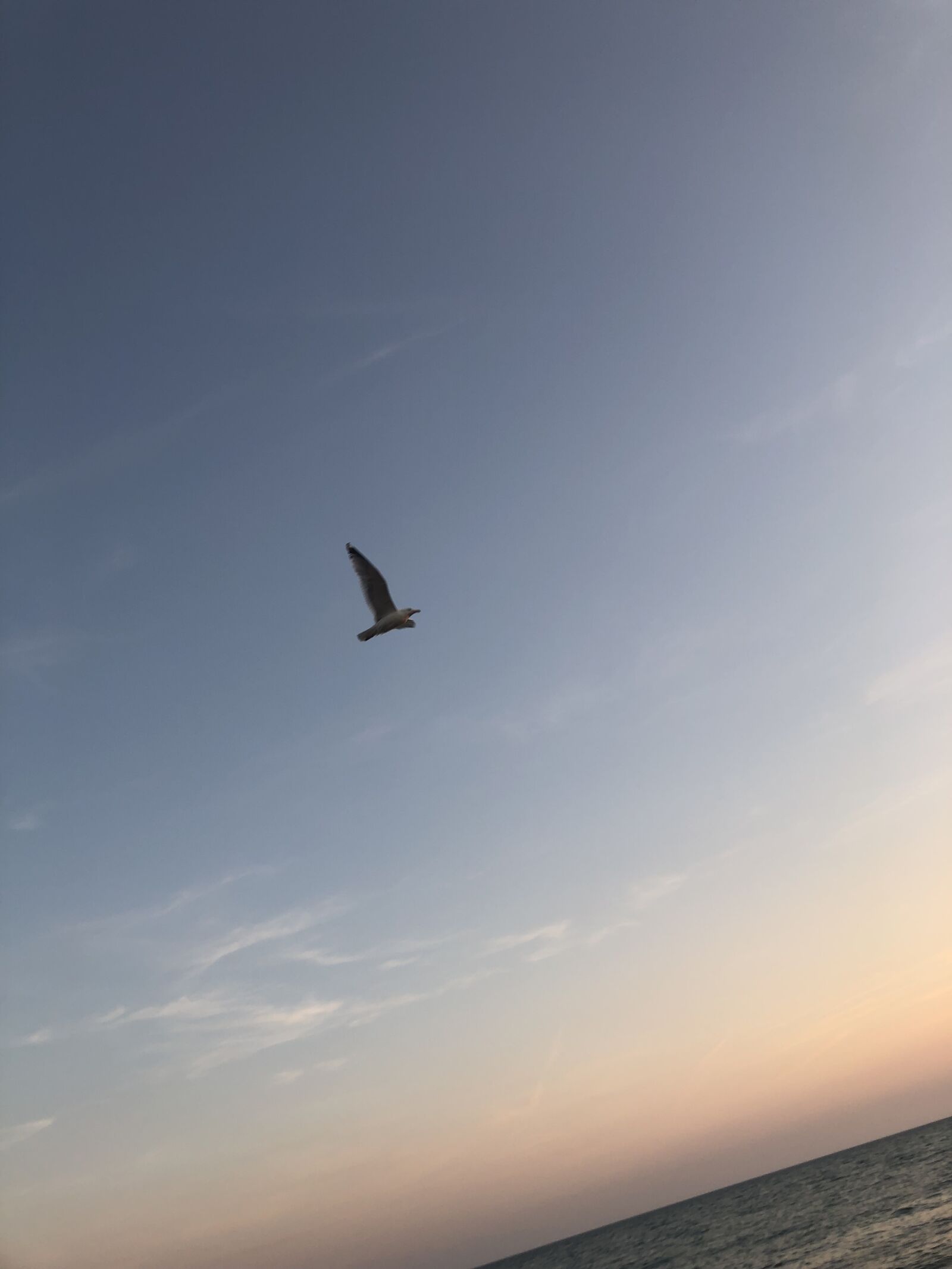 Apple iPhone 8 Plus sample photo. Sky, seagull, sunset photography