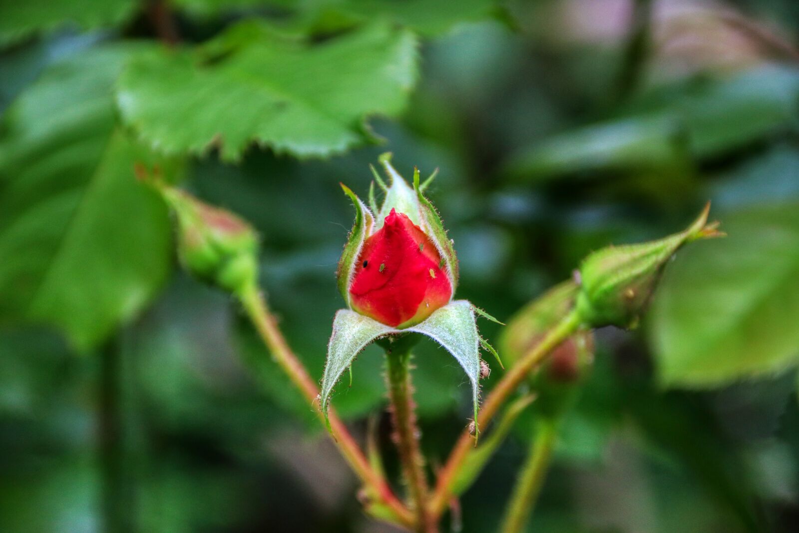 Canon EOS 80D sample photo. Rosebud, bud, rose photography