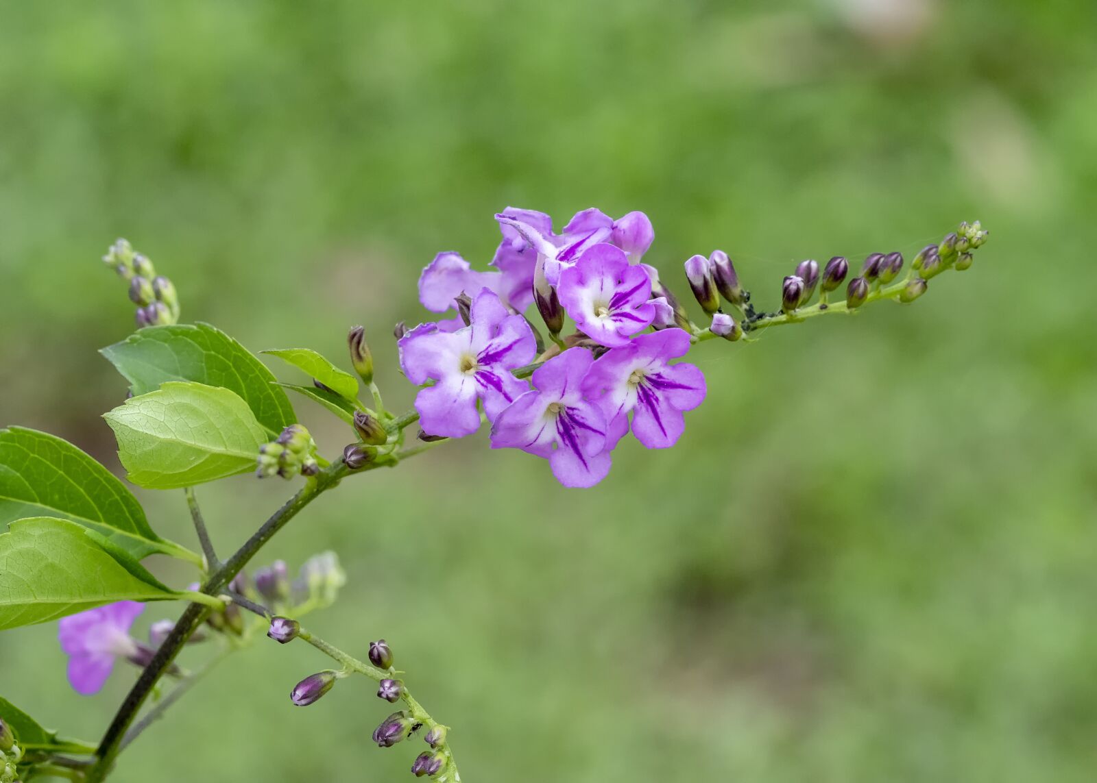 Olympus OM-D E-M1 Mark II sample photo. Macro, flower, bee photography