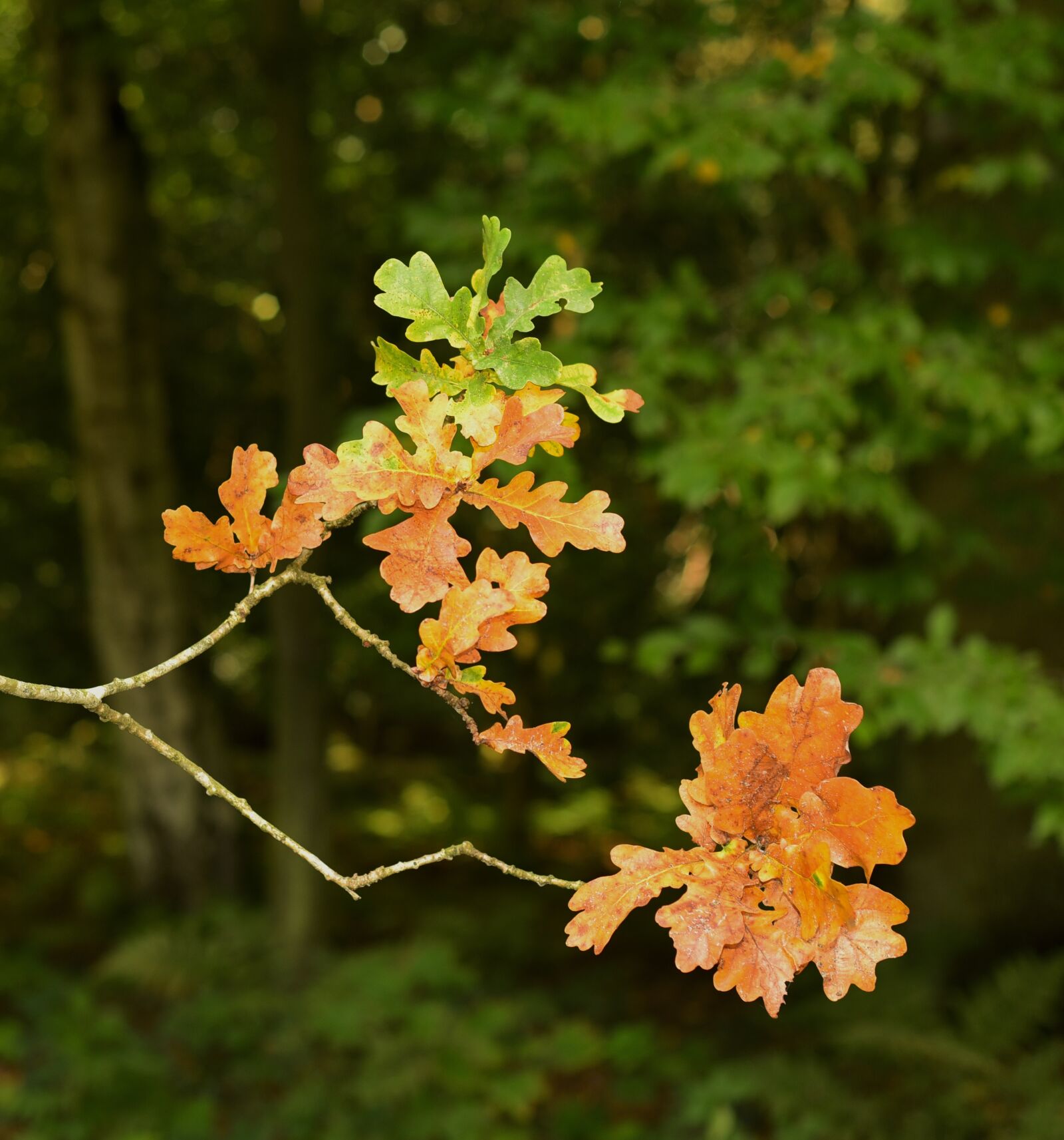 Nikon D750 sample photo. Oak, leaf, autumn photography