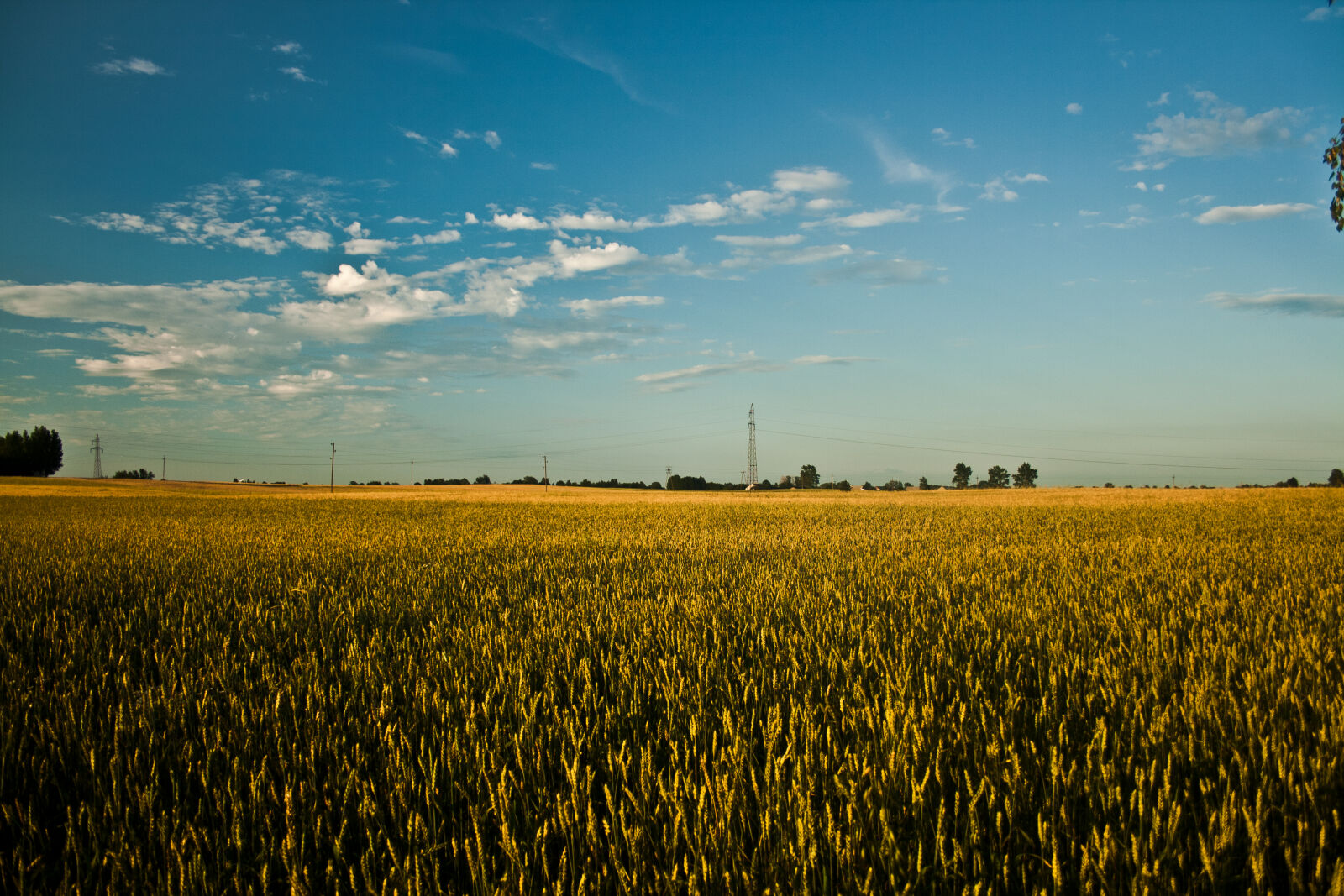 Canon EF-S 18-55mm F3.5-5.6 II sample photo. Big, field, of, grain photography