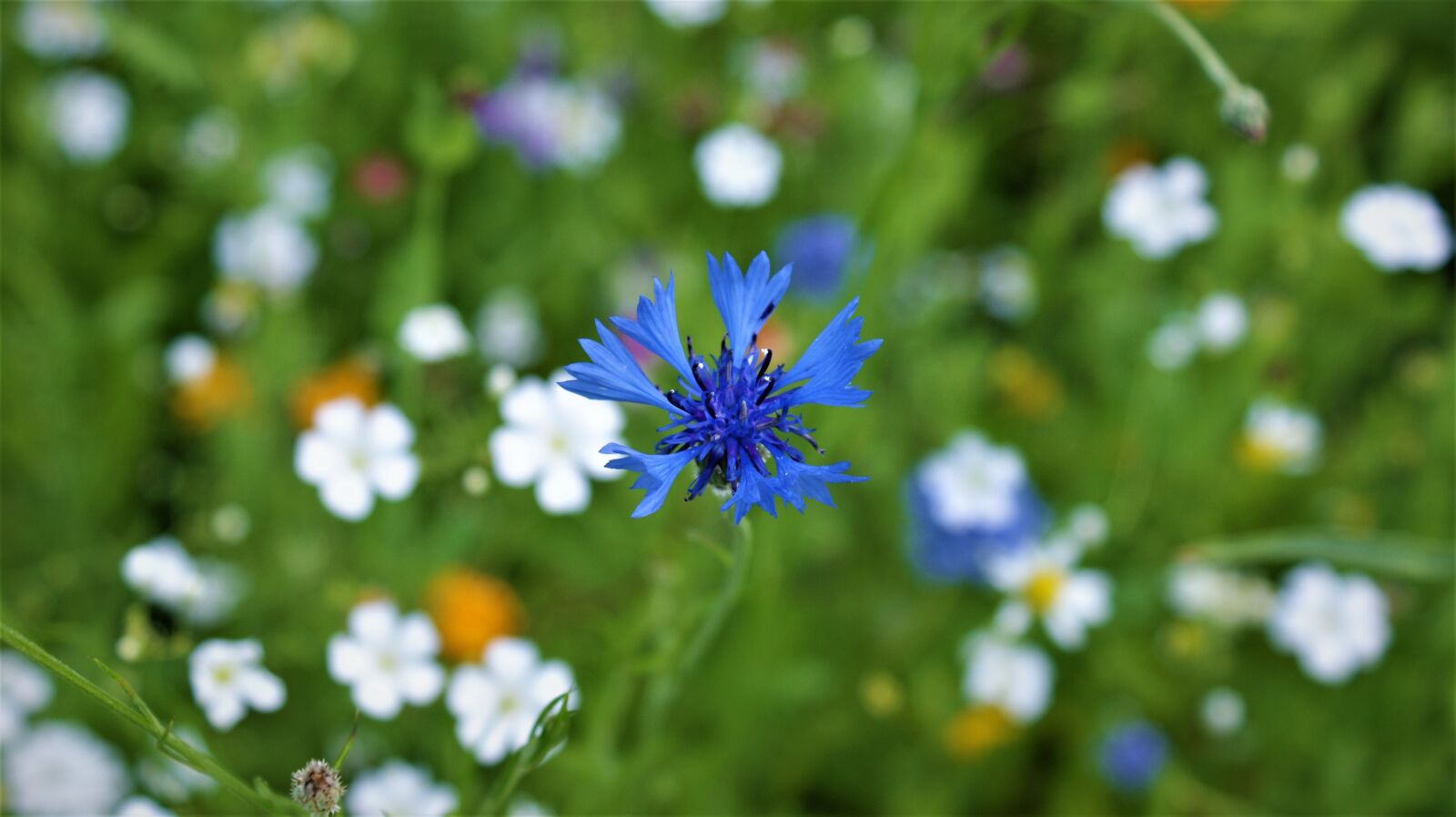 Sony Alpha DSLR-A350 sample photo. Cornflower, blue, meadow photography