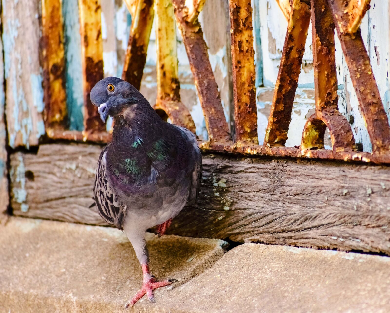 Nikon D3400 sample photo. Pigeon, dove, feathers photography
