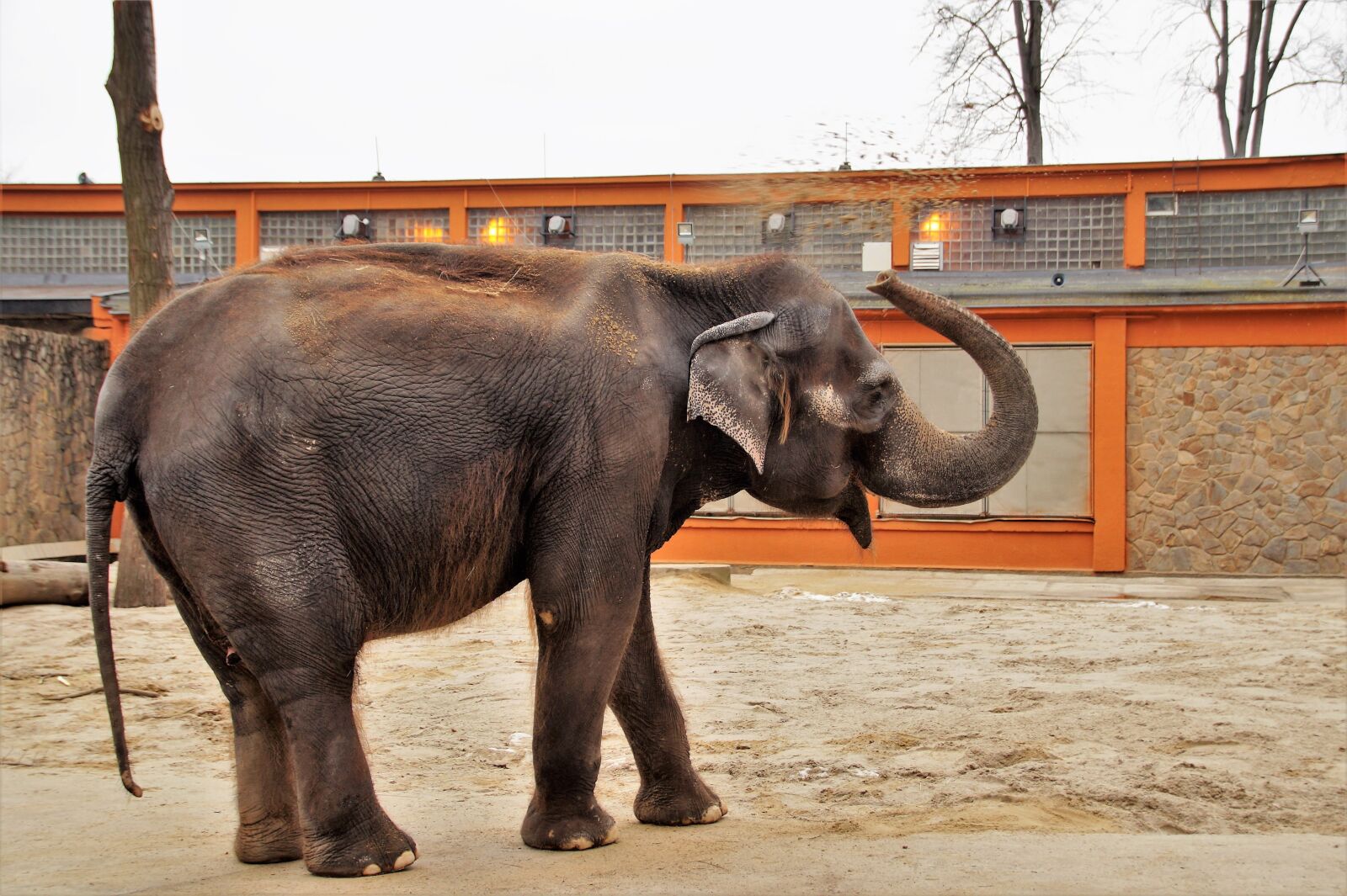 Sony SLT-A58 sample photo. Elephant, indian, zoo photography