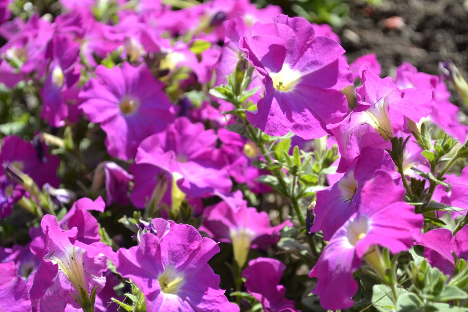 Nikon D3100 sample photo. Outdoors, summer, nature photography