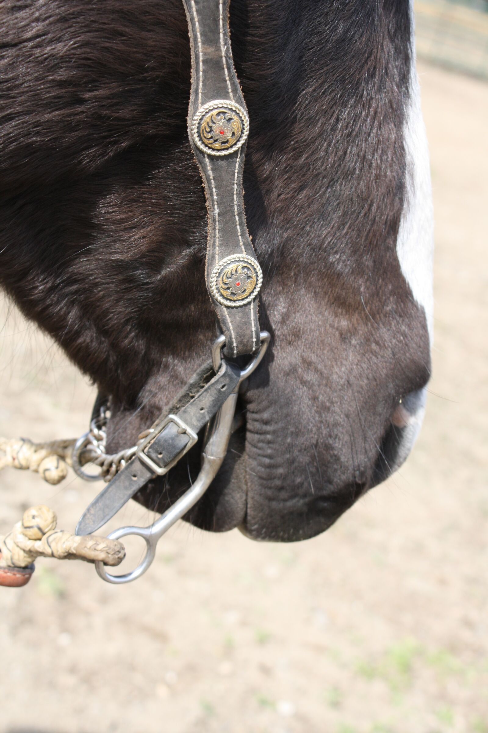 Canon EOS 1000D (EOS Digital Rebel XS / EOS Kiss F) sample photo. Horse, bit, western photography