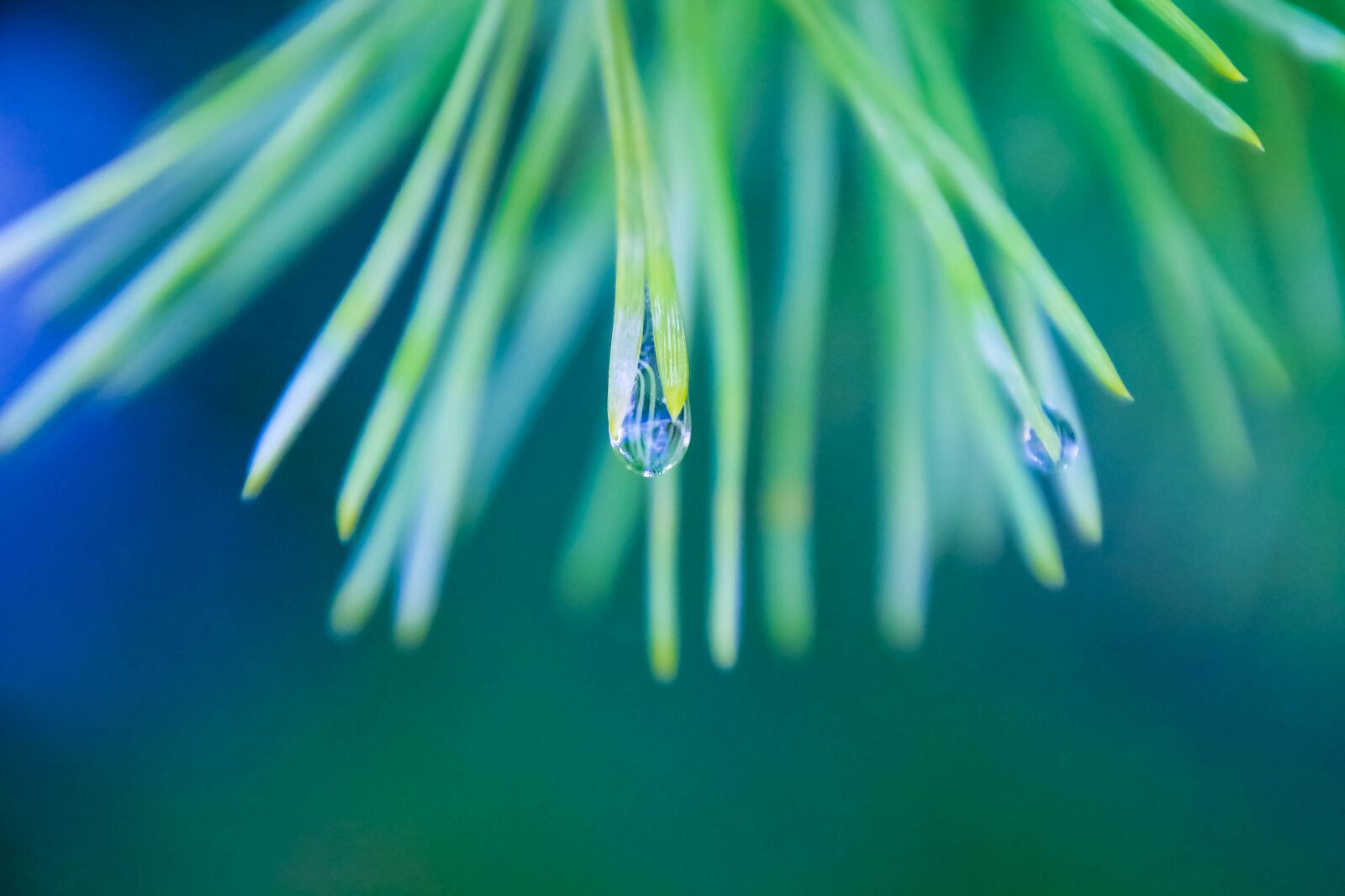 Canon EOS 70D + Tamron 16-300mm F3.5-6.3 Di II VC PZD Macro sample photo. Drop, water, drop-of-water photography