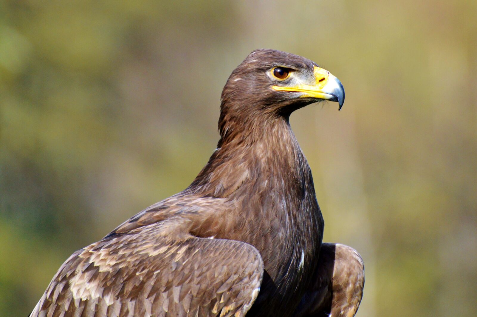 Nikon D3200 sample photo. Adler, bird of prey photography