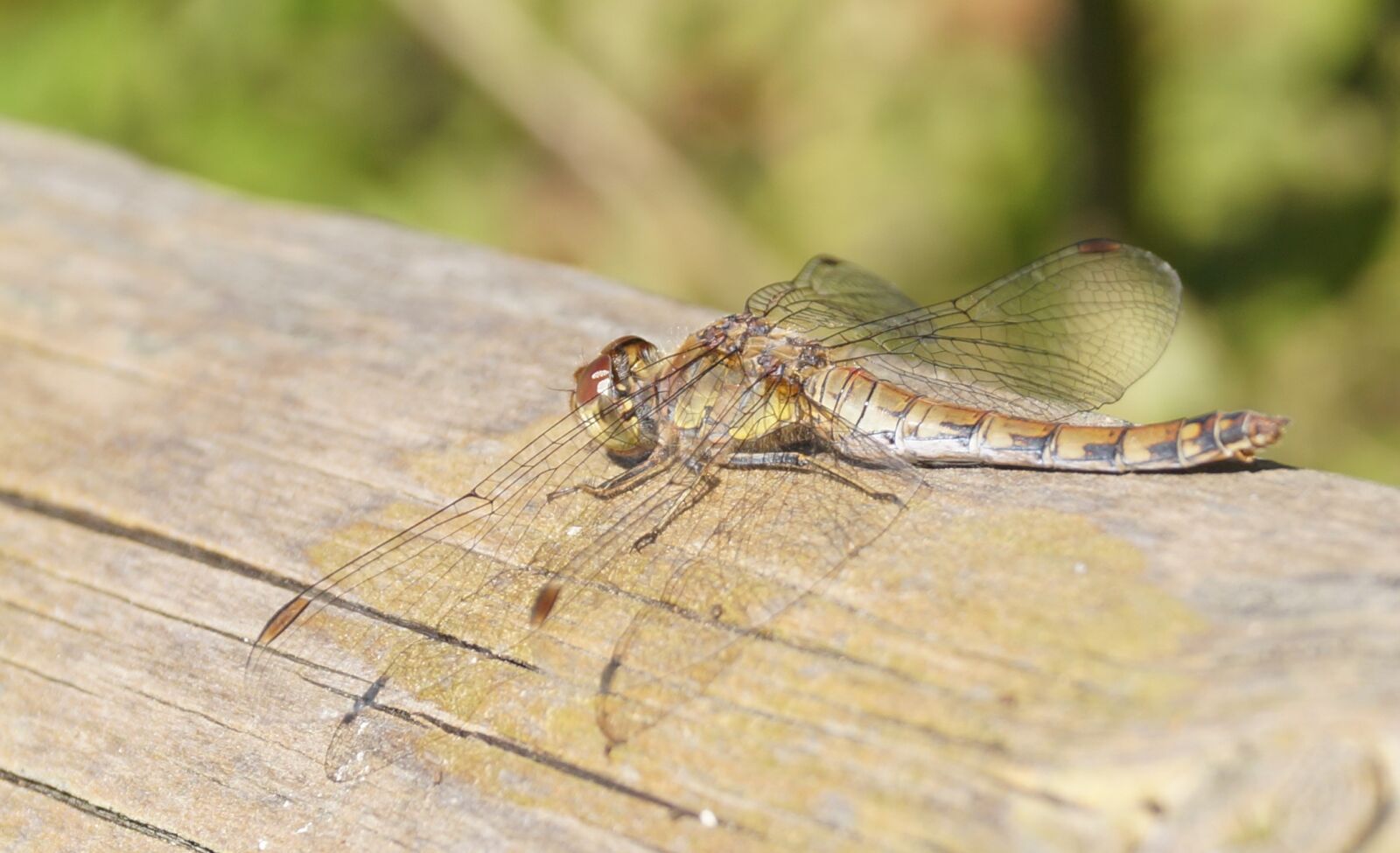 Sony DT 18-55mm F3.5-5.6 SAM II sample photo. Dragonfly, brown, wing photography