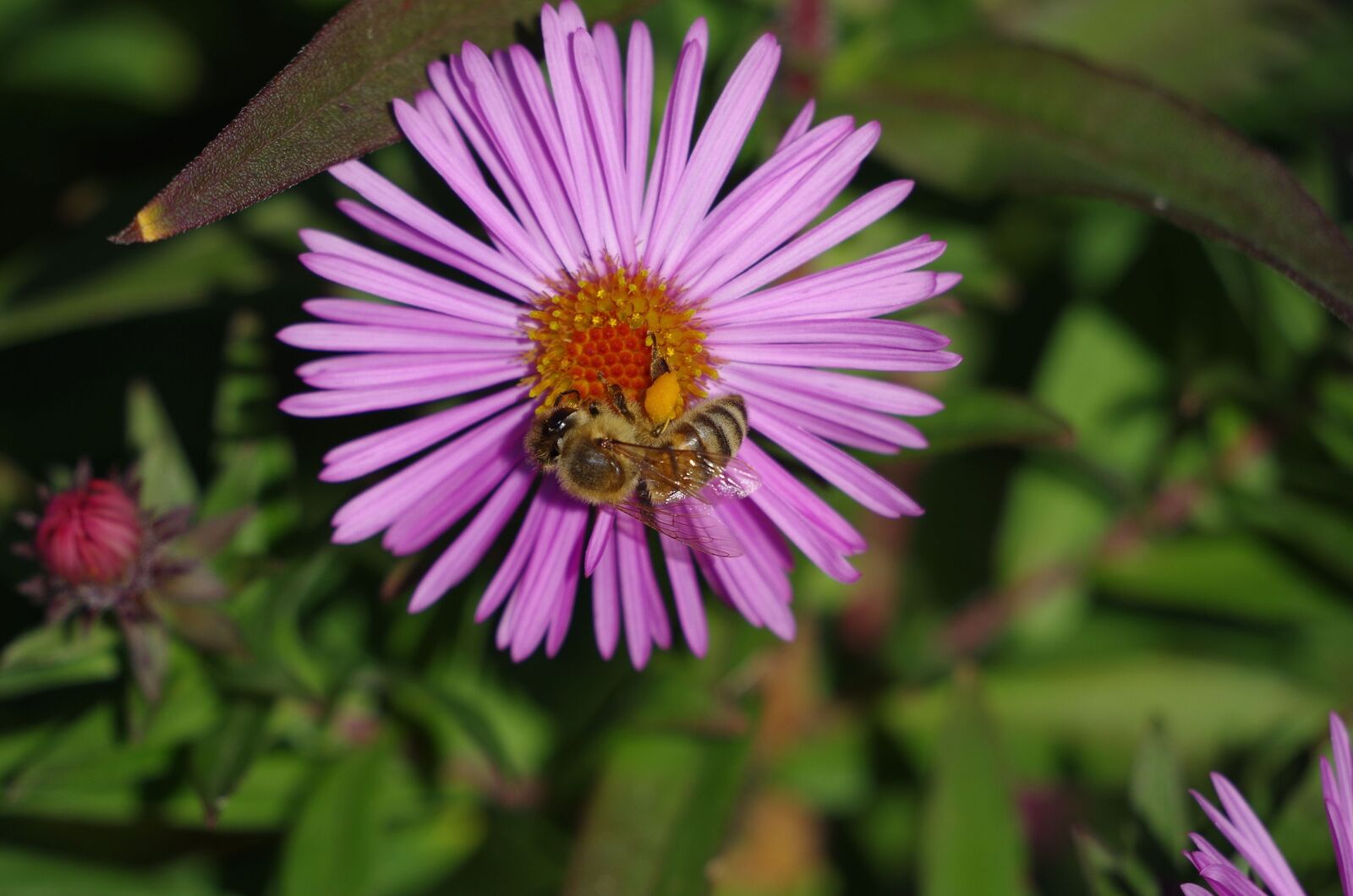 Pentax K-50 sample photo. Flower, bee, aster photography