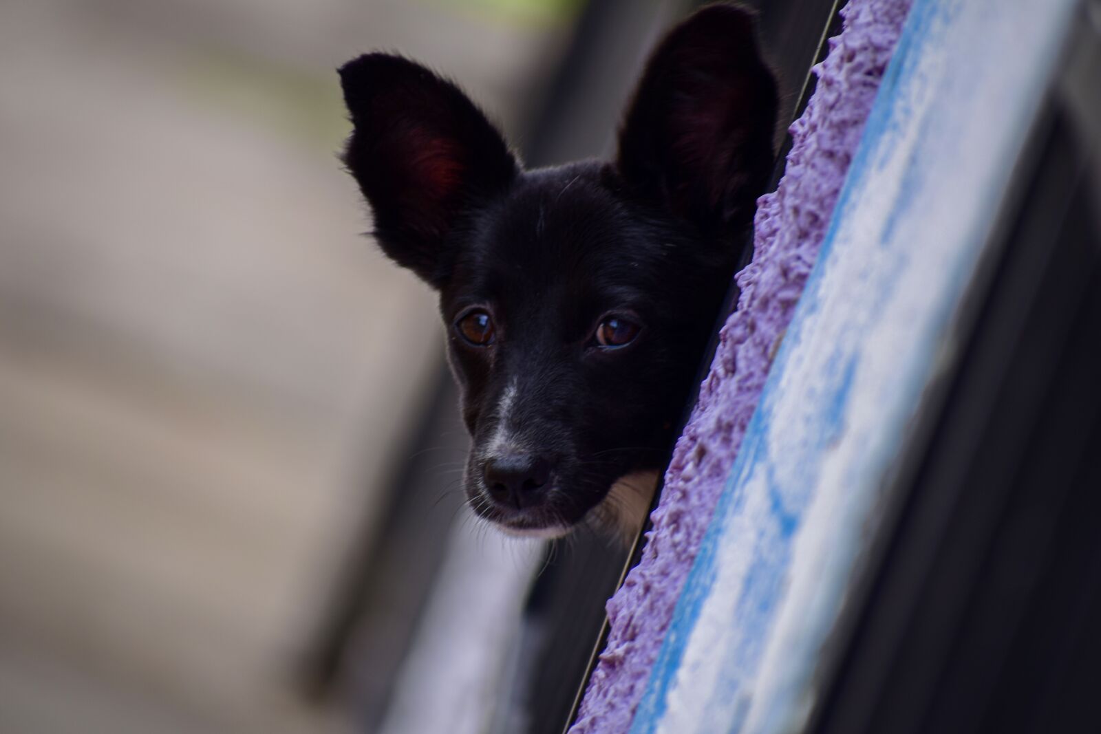 Nikon D5300 sample photo. Dog, pet, puppy photography