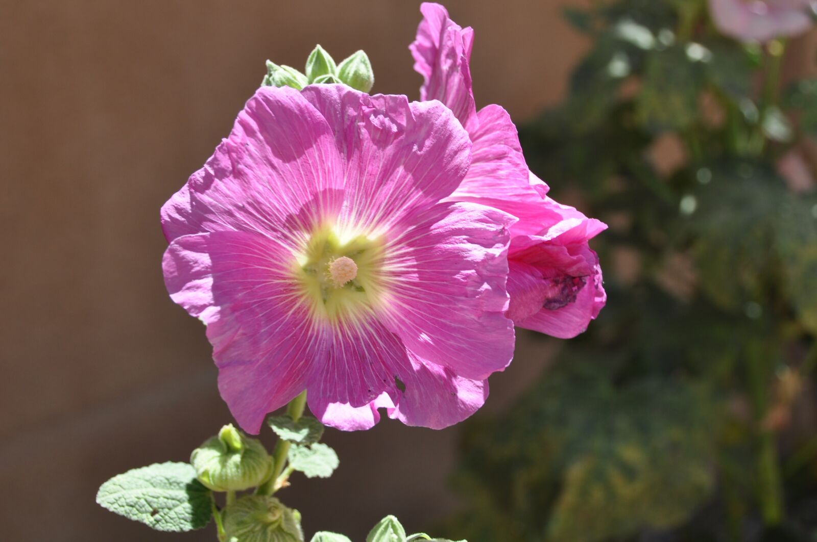 Nikon D90 sample photo. Mallow, flower, blossom photography
