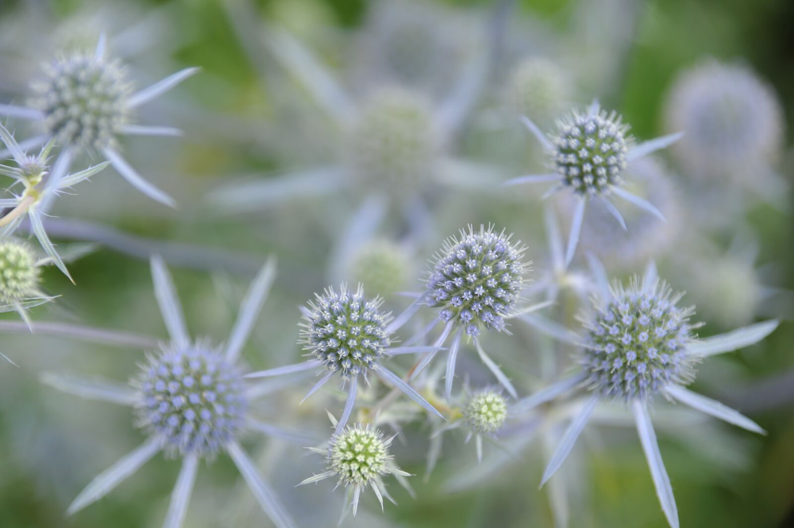 Nikon D700 sample photo. Nature, plant, thorn photography