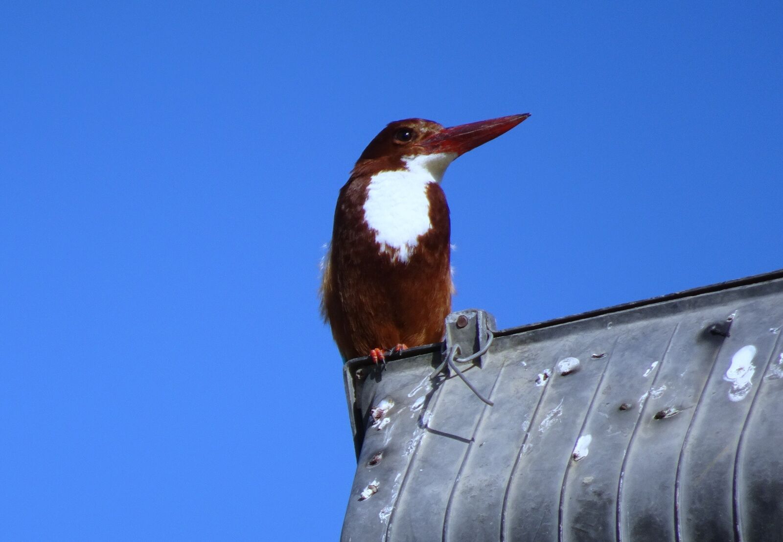 Sony Cyber-shot DSC-HX90V sample photo. Kingfisher, bird, white-throated photography