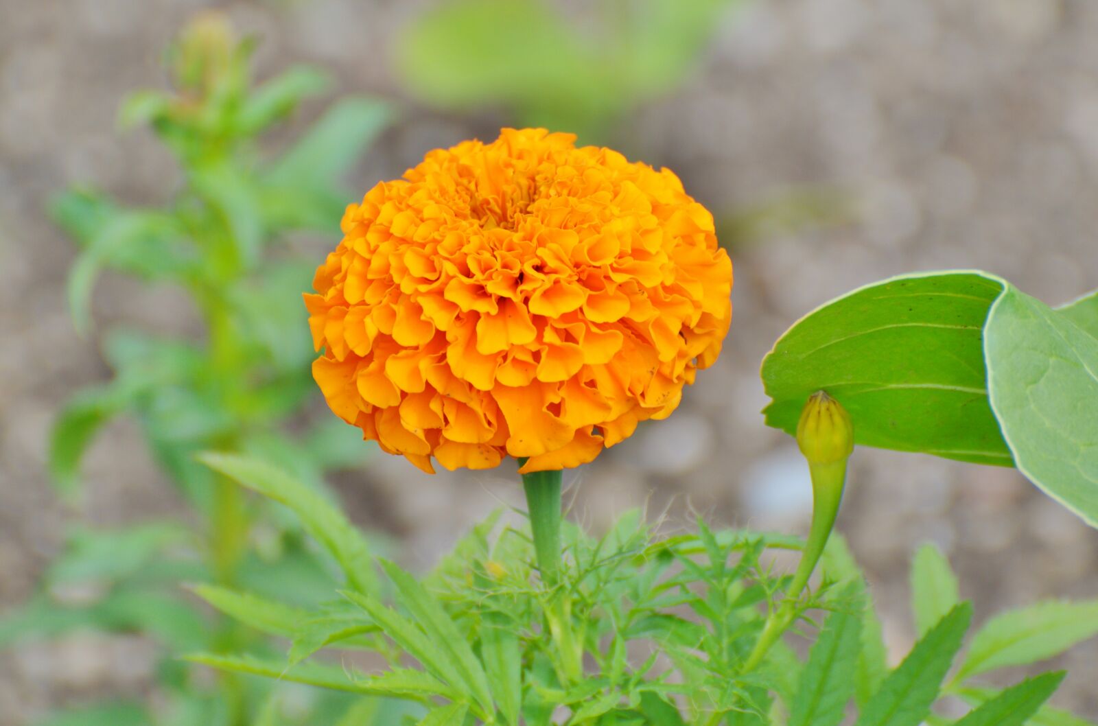 Nikon D3200 sample photo. Merigold, flower, plant photography