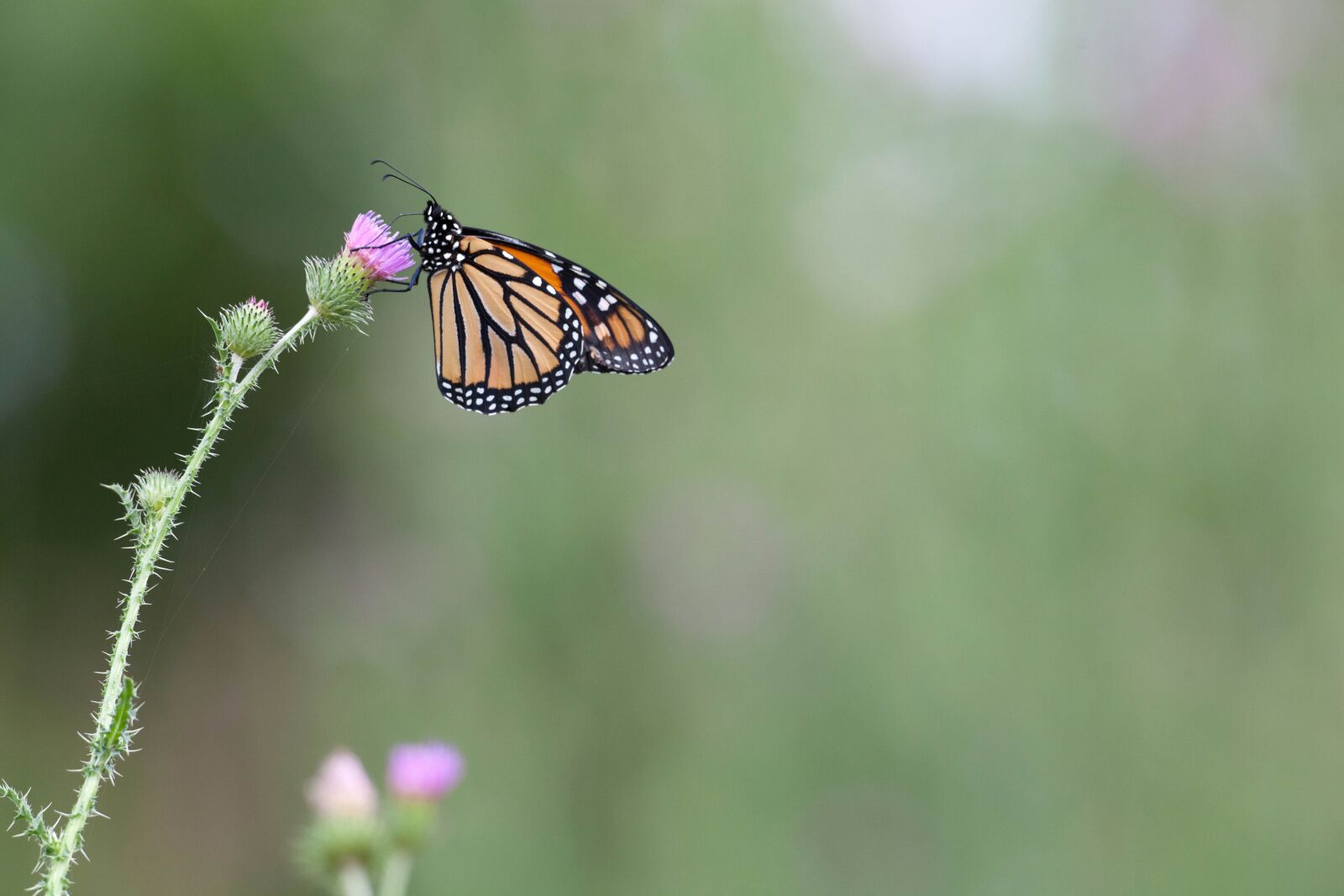 Canon EOS 5D Mark II sample photo. Monarch butterfly, flowering, wildflower photography