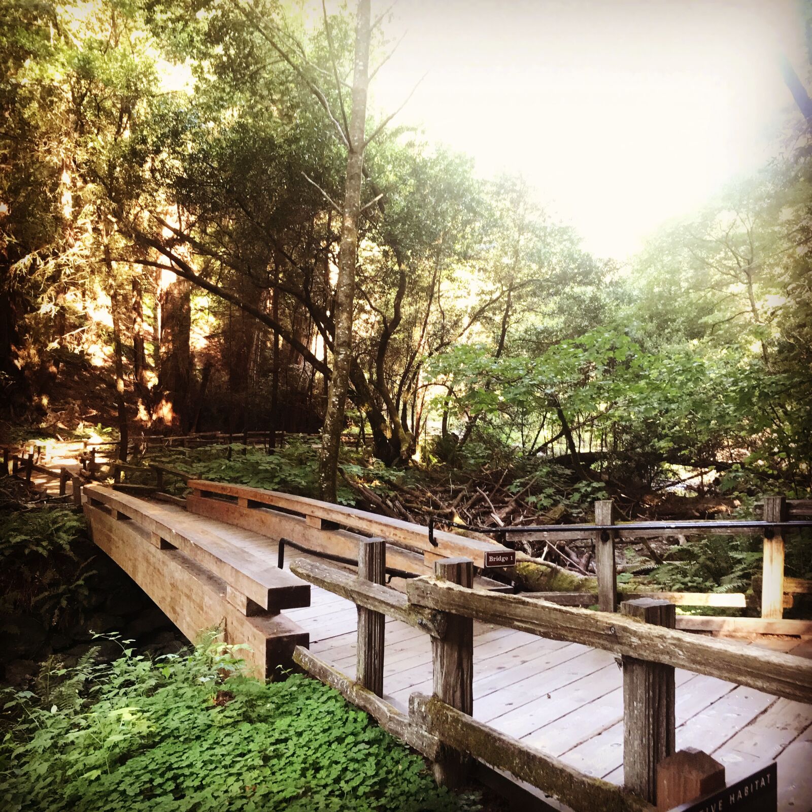 Apple iPhone 7 sample photo. Bridge, redwoods, forest photography