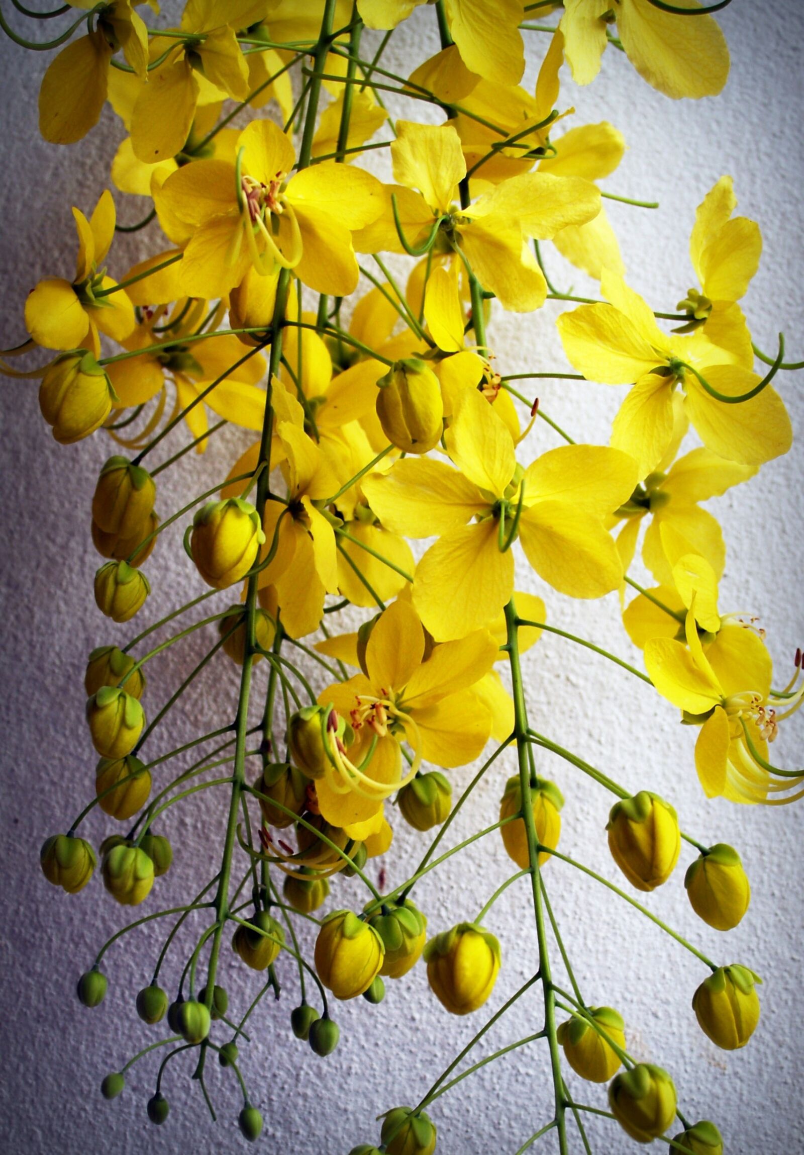 Olympus E-300 (EVOLT E-300) sample photo. Cassia, shower, golden photography