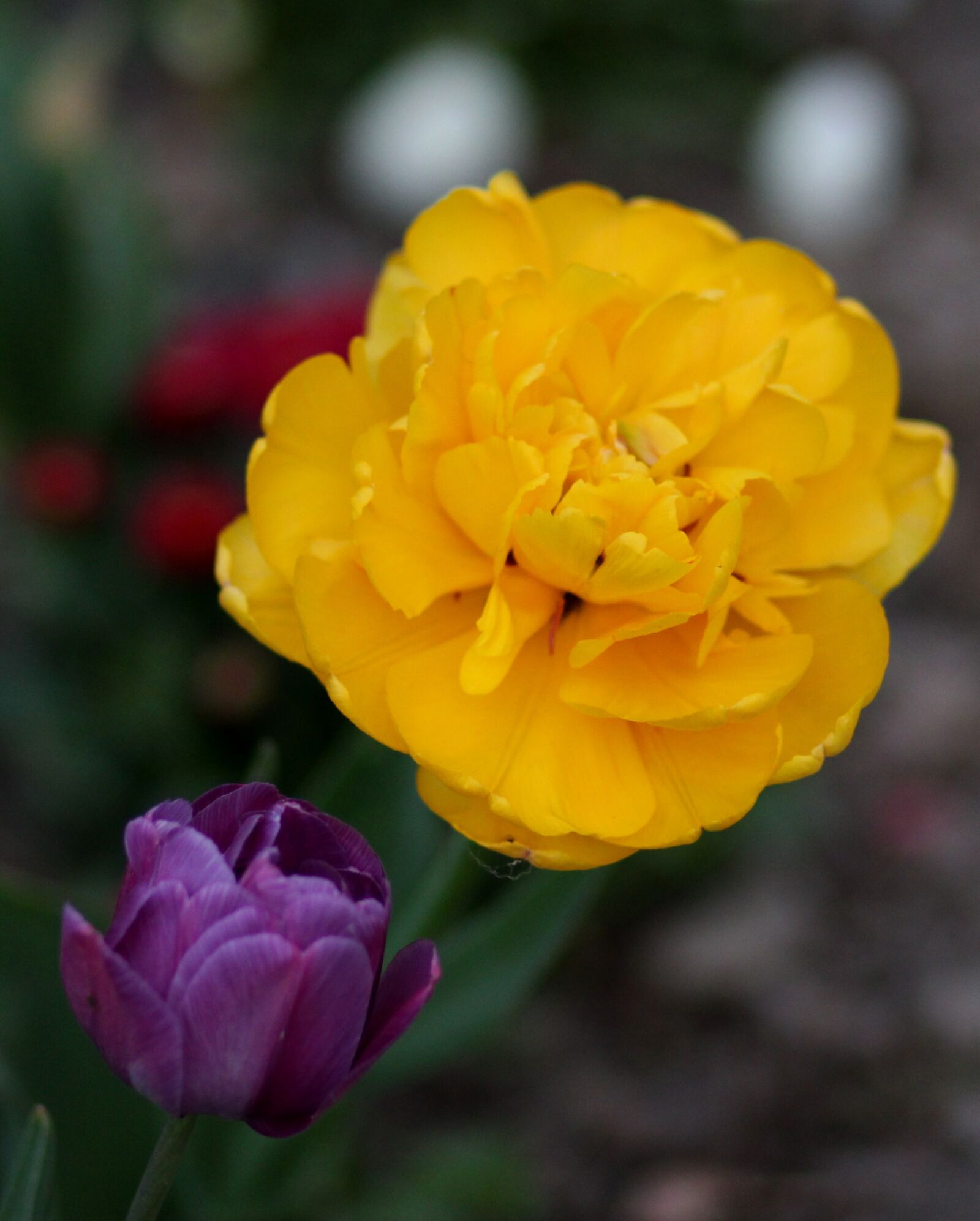 Canon EF 85mm F1.8 USM sample photo. Tulip, yellow, mov photography